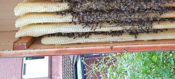 Wachsplatten Bienenkiste, 12 Stück (nur Click & Collect)